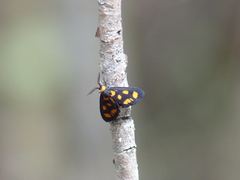 Asura cervicalis