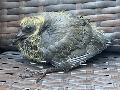 Streptopelia chinensis