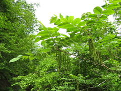 Juglans ailantifolia