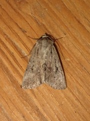 Spaelotis bicava