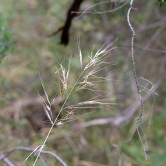 Austrostipa flavescens