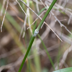 Austrostipa flavescens