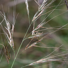 Austrostipa flavescens