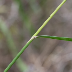 Austrostipa flavescens