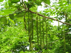 Juglans ailantifolia