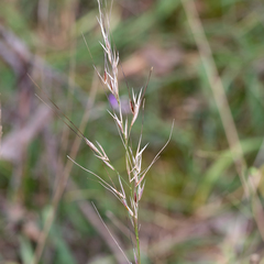 Austrostipa flavescens