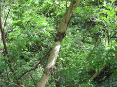 Juglans ailantifolia