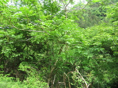 Juglans ailantifolia