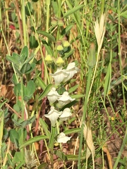 Scutellaria californica