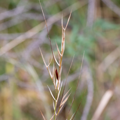Austrostipa flavescens