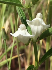 Scutellaria californica
