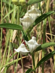 Scutellaria californica