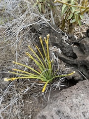 Lithophila radicata