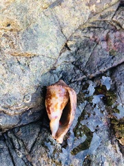 Cypraecassis coarctata