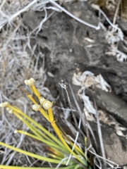 Lithophila radicata