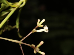 Palicourea torresiana