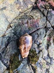 Cypraecassis coarctata