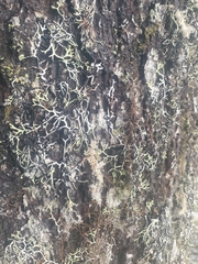 Hypogymnia duplicata