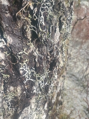 Hypogymnia duplicata