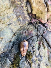 Cypraecassis coarctata