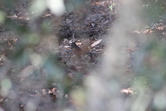 Pipilo erythrophthalmus alleni