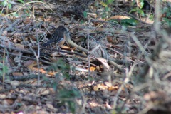 Pipilo erythrophthalmus alleni