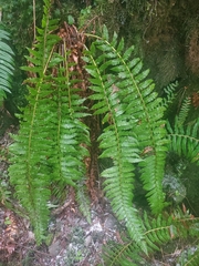 Polystichum setigerum