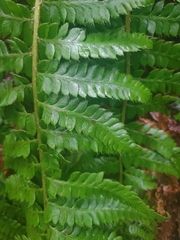 Polystichum setigerum