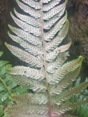 Polystichum setigerum