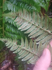 Polystichum setigerum