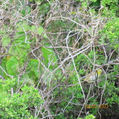 Zosterops citrinella