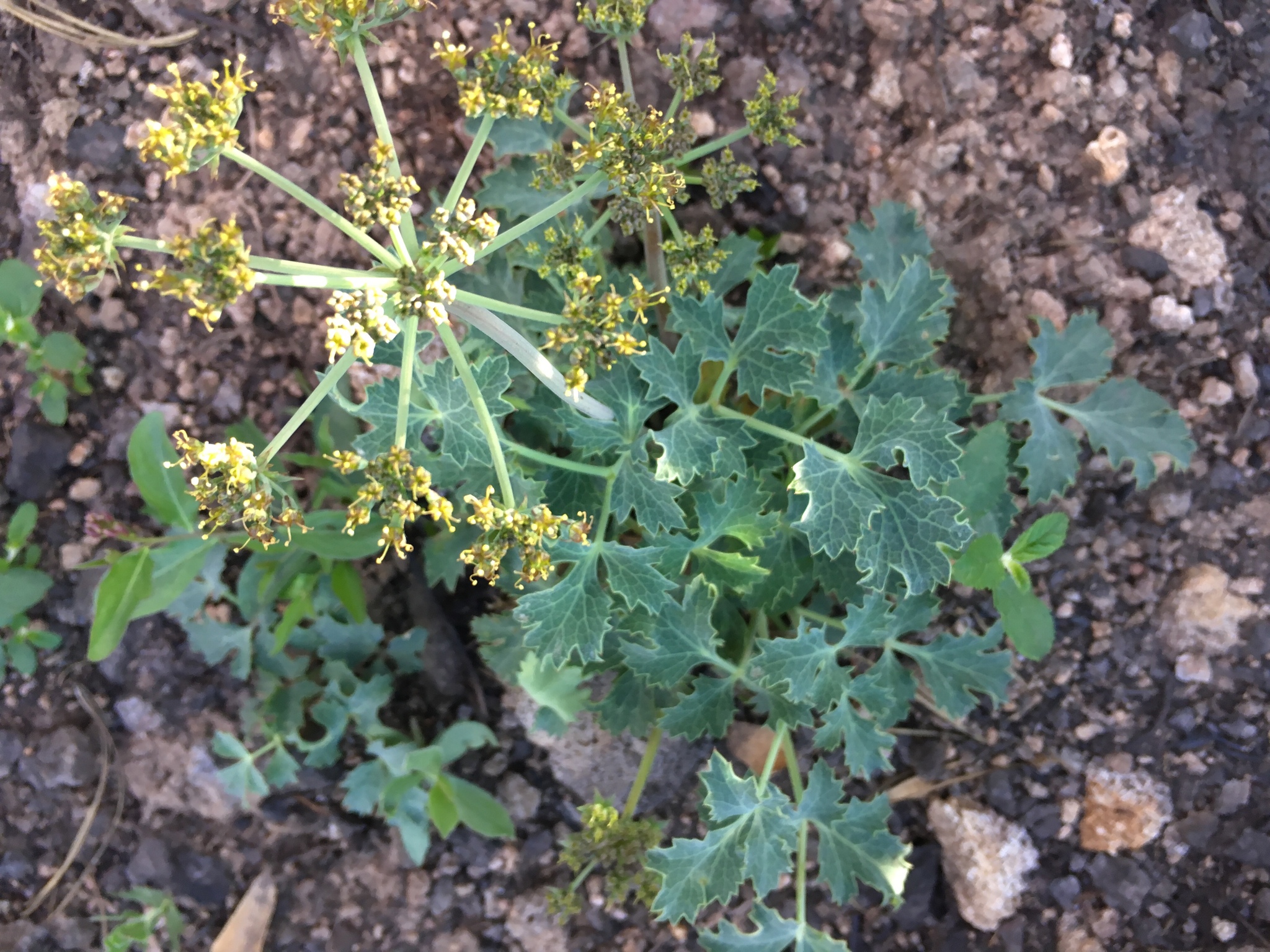 Lomatium repostum