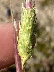 Phalaris paradoxa