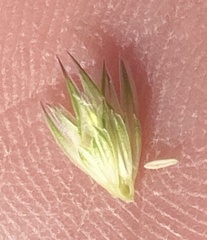 Phalaris paradoxa