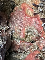Integripelta