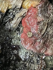 Integripelta