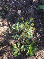 Lomatium repostum