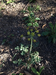 Lomatium repostum