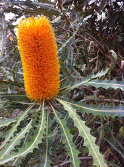 Banksia ashbyi