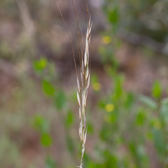 Austrostipa flavescens