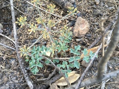 Lomatium repostum
