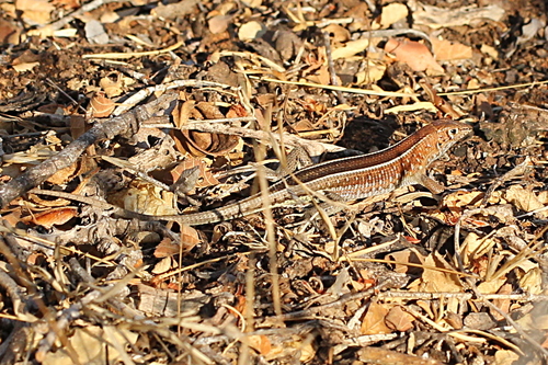 Peters's Keeled Cordylid