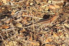 Peters' Keeled Cordylid photo 3