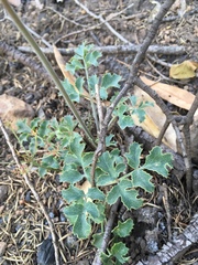 Lomatium repostum
