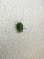 Glaucias amyoti