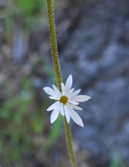 Lithophragma parviflorum