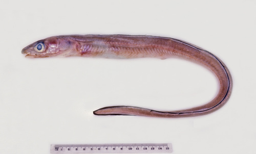 Fringe-nosed conger-eel (Gnathophis umbrellabius) — Congridae