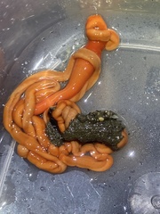 Tubulanus