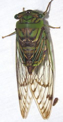 Anapsaltoda pulchra