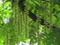 Pterocarya stenoptera